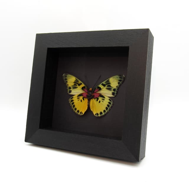 Real Forester butterfly framed taxidermy - Euphaedra adonina - large female