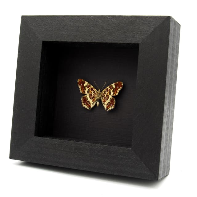 Real Purple Map Butterfly framed taxidermy - Araschnia levana