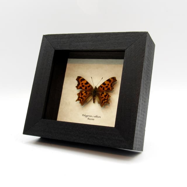 Real Comma Butterfly framed taxidermy - Polygonia c-album