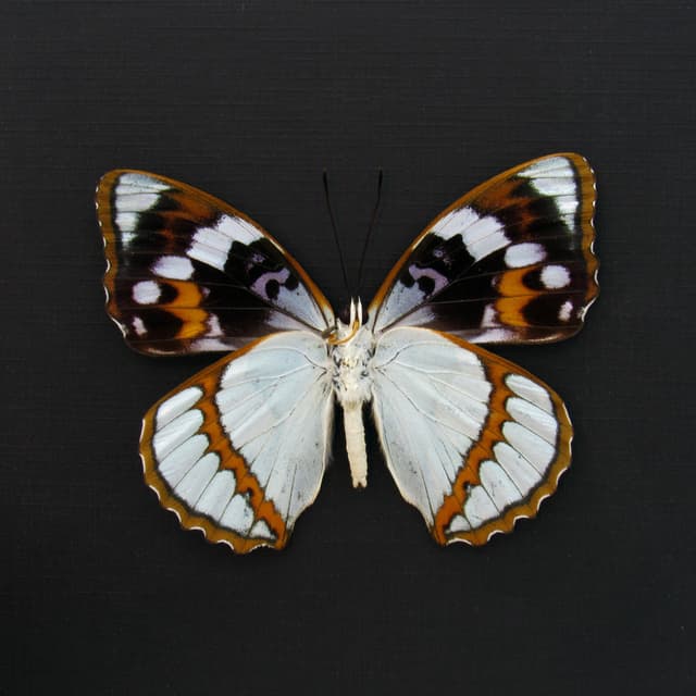 Real framed taxidermy butterfly - Mimathyma schrenckii