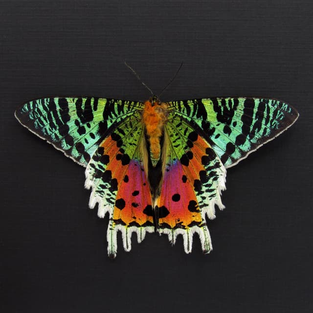Real Rainbow Sunset Moth framed - Urania ripheus - Victorian mount