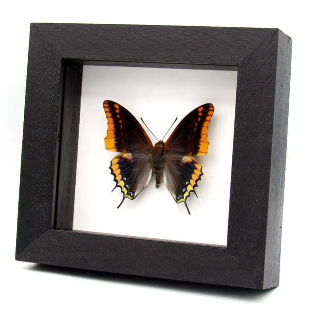 Rare Two-tailed Pasha butterfly framed taxidermy - Charaxes jasius septentrionalis