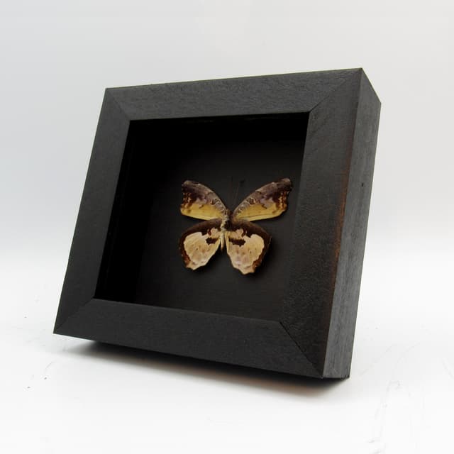 Real framed taxidermy butterfly - Euryphene gambiae - female