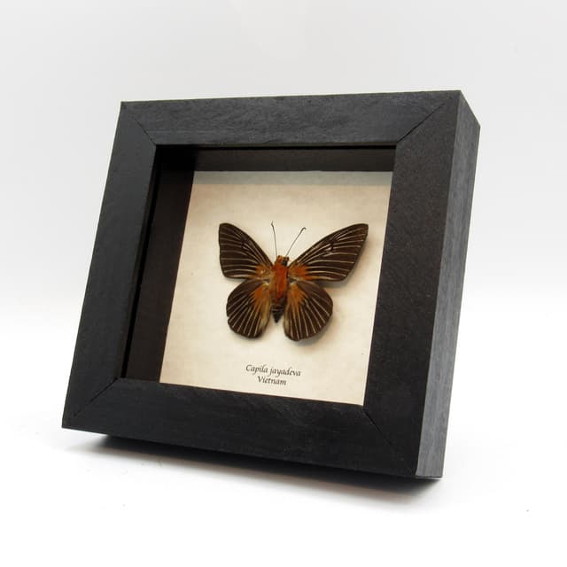Real large Striped Dawnfly Skipper butterfly framed taxidermy - Capila jayadeva