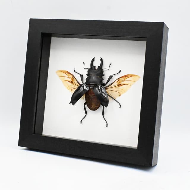 Real large Stag beetle framed taxidermy - Odontolabis bellicosa - large specimen