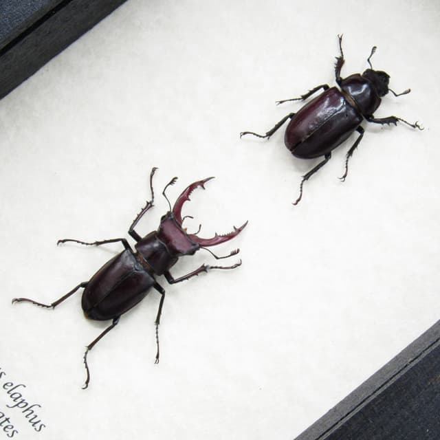 Rare American Giant Stag beetle framed specimen - Lucanus elaphus - male and female pair