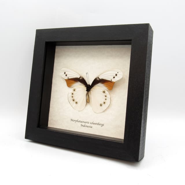 Rare white butterfly framed taxidermy - Morphotaenaris schoenbergi