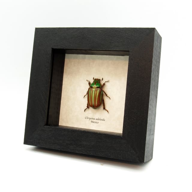 Large red Jewel Scarab beetle framed taxidermy - Chrysina adelaida