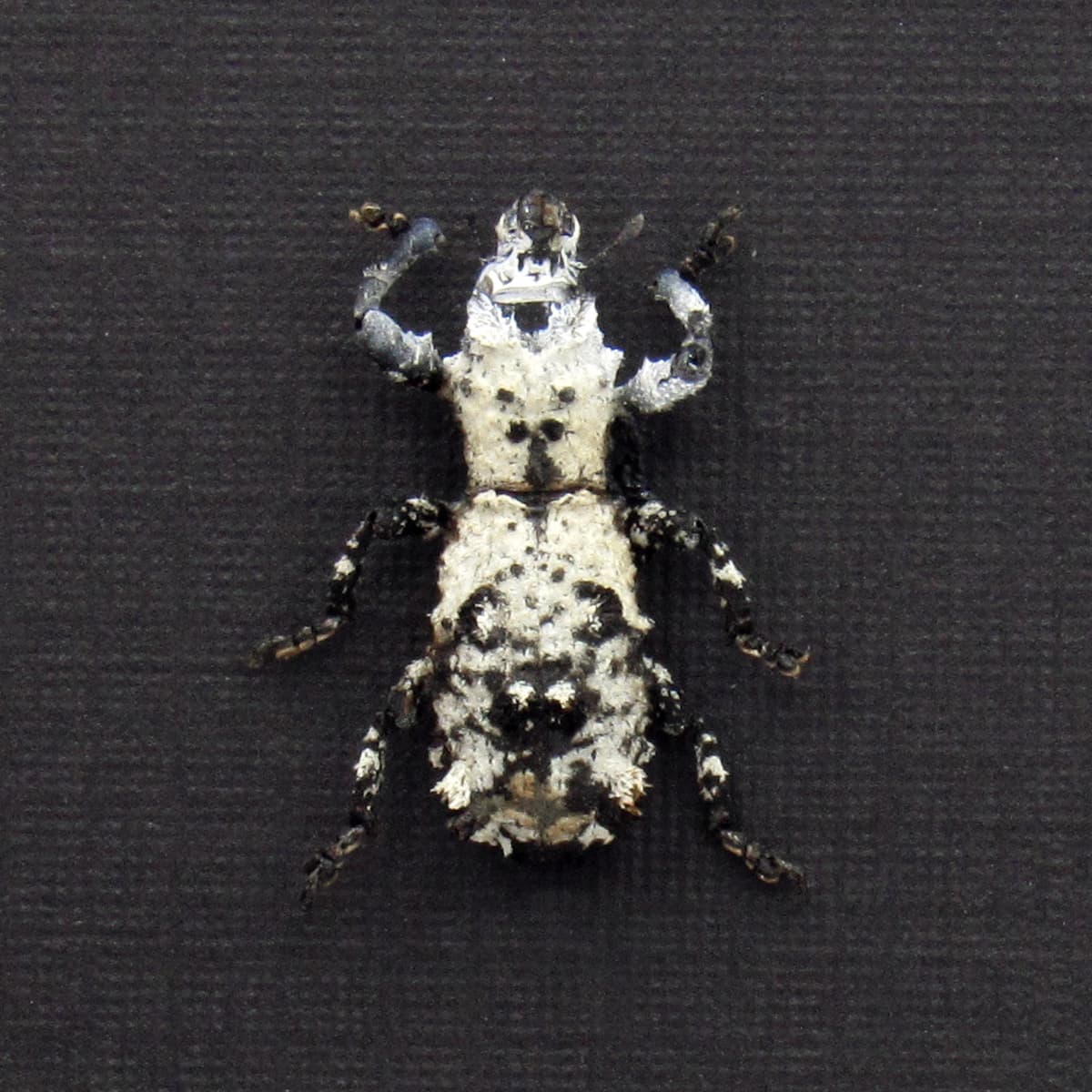 Rare Lichen Weevil framed taxidermy - Lithinus nigrocristatus