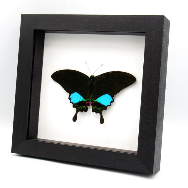 Large Jungle Jade butterfly framed - Papilio karna - Victorian mount