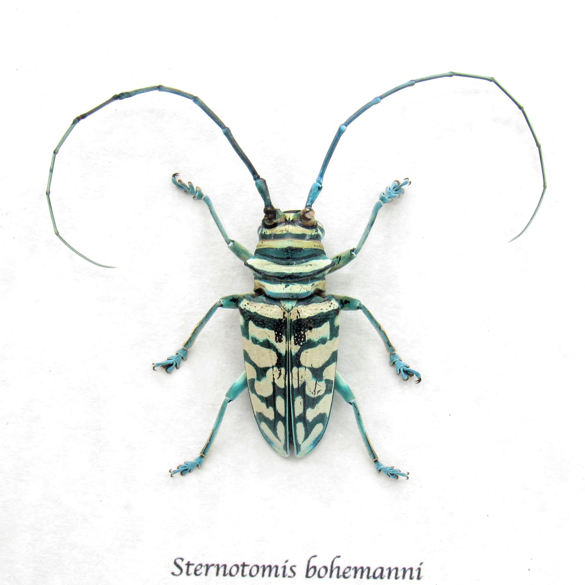 Real framed iridescent blue Longhorn beetle taxidermy - Sternotomis bohemanni