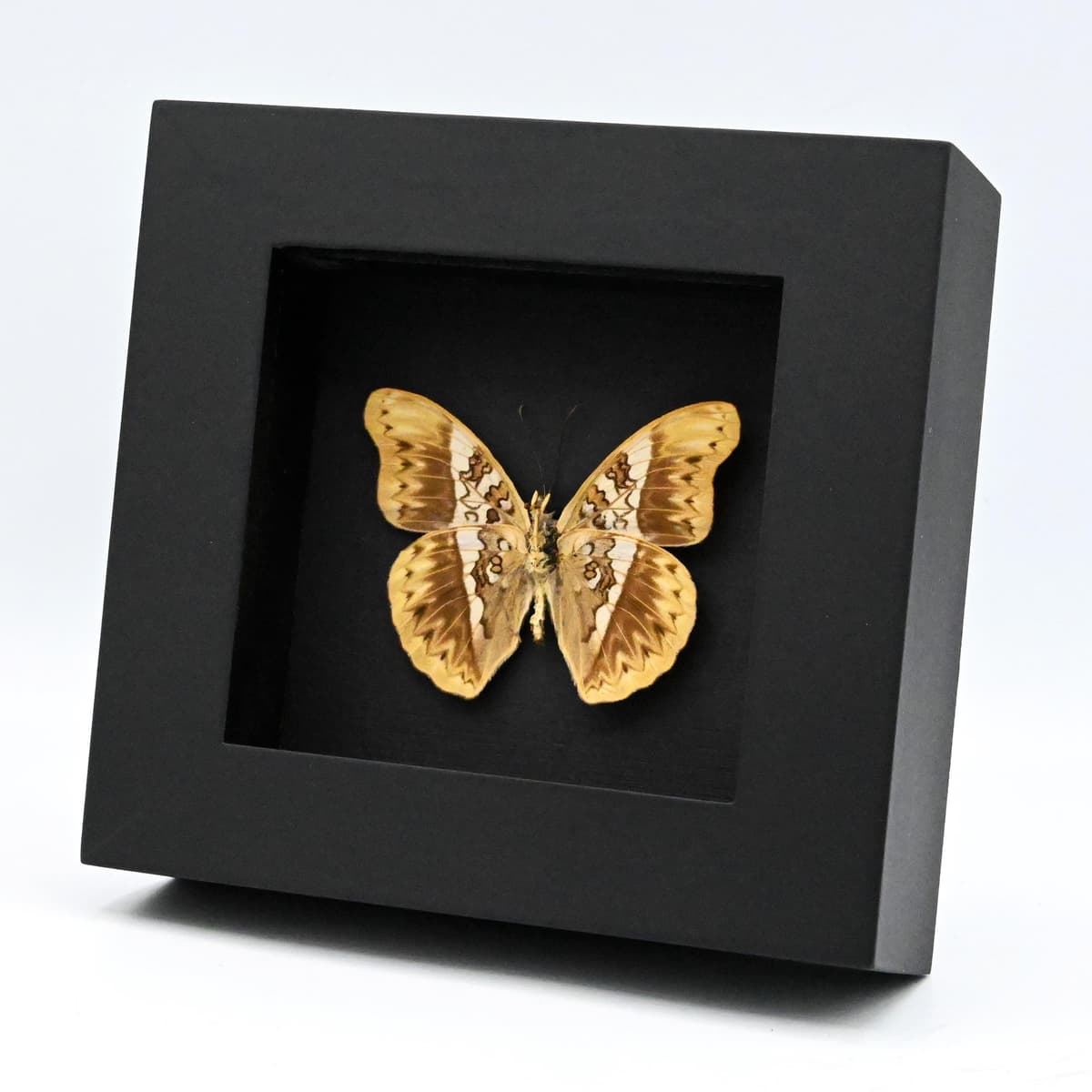 Real Herminia Glider butterfly framed taxidermy - Cymothoe herminia