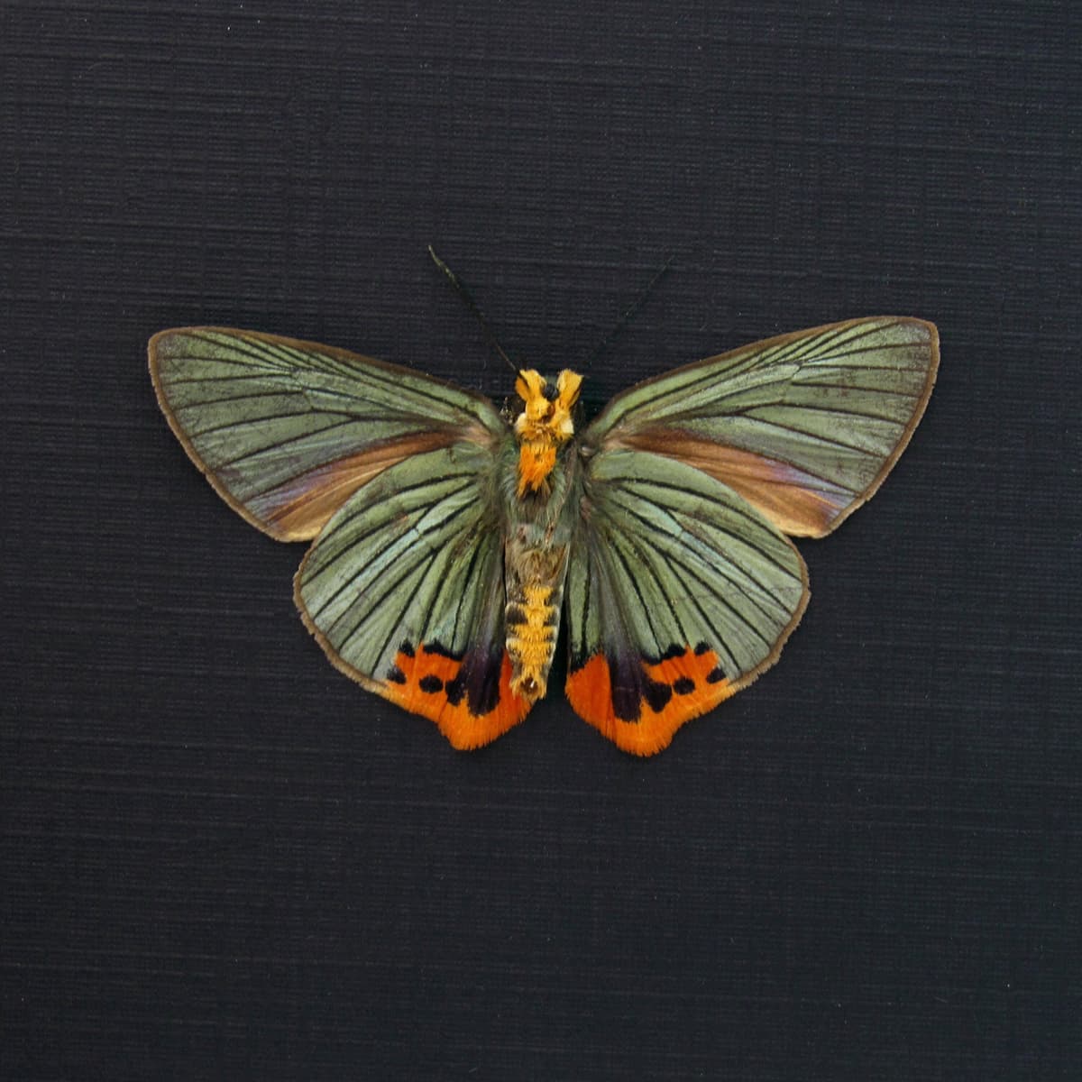 Real large metallic green Skipper butterfly framed taxidermy - Choaspes benjaminii - Victorian mount