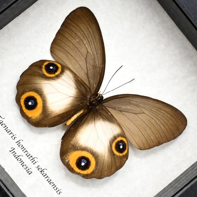 Real Owl butterfly framed taxidermy - Taenaris honrathi sekaraensis - female