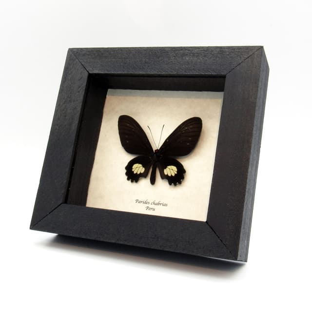 Rare black Cattleheart butterfly framed taxidermy - Parides chabrias - female