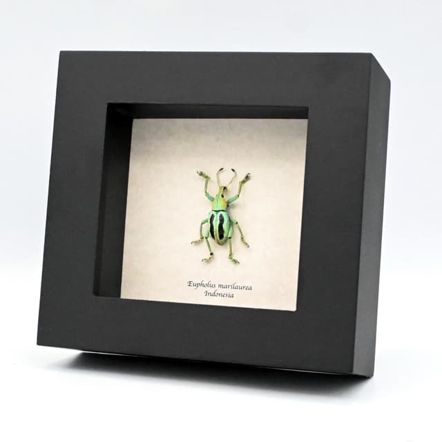 Rare Weevil beetle framed taxidermy - Eupholus marilaurea