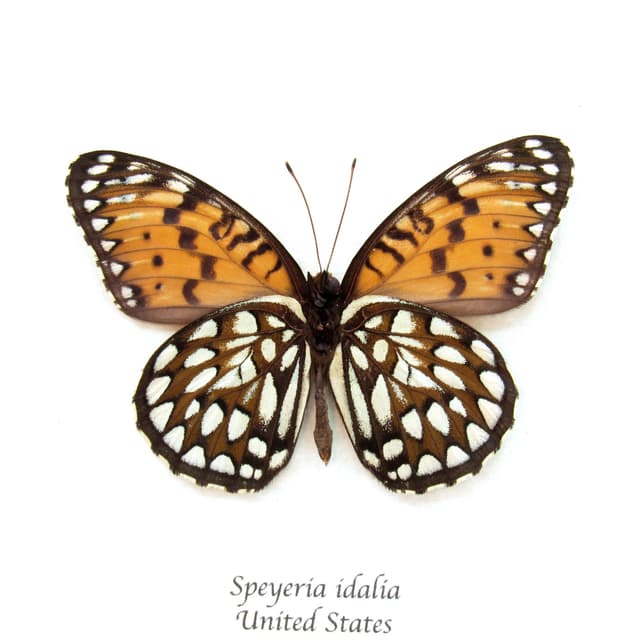 Rare Regal Fritillary butterfly framed taxidermy - Speyeria idalia