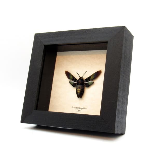 Rare Brilliant Carpenter-bee Hawkmoth framed taxidermy - Sataspes tagalica