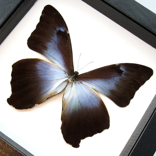 Real XL blue/violet Morpho butterfly framed taxidermy - Morpho cisseis phanodemus