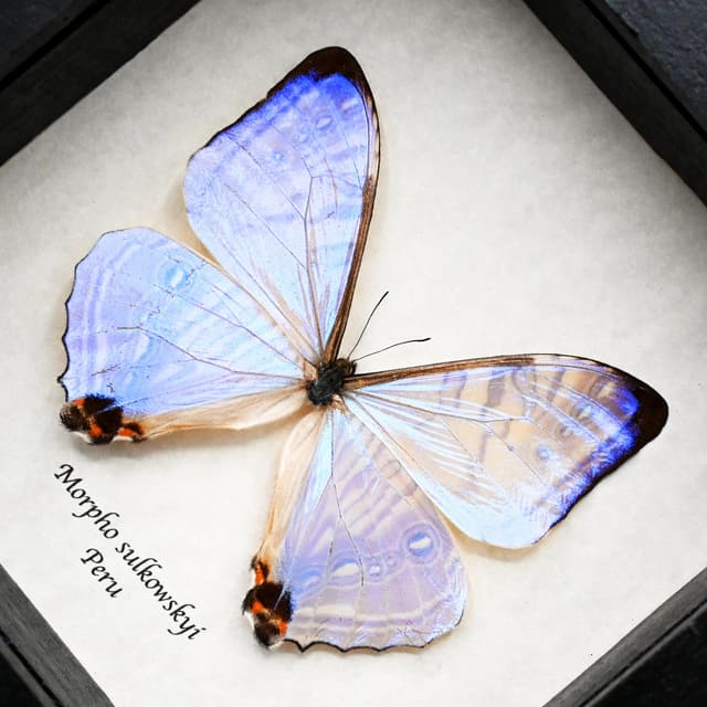 Real Pearl Morpho butterfly framed taxidermy - Morpho sulkowskyi