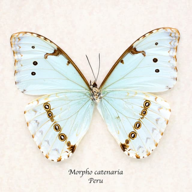 Real pale green Morpho butterfly framed taxidermy - Morpho catenaria