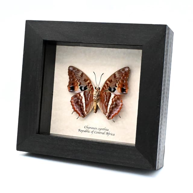 Real Western Red Charaxes framed taxidermy - Charaxes cynthia - female