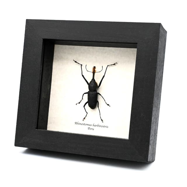 Unusual real Bearded Weevil framed taxidermy - Rhinostomus barbirostris