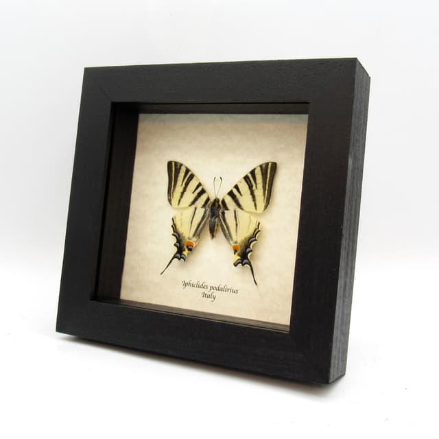 Real Scarce Swallowtail butterfly framed taxidermy - Iphiclides podalirius