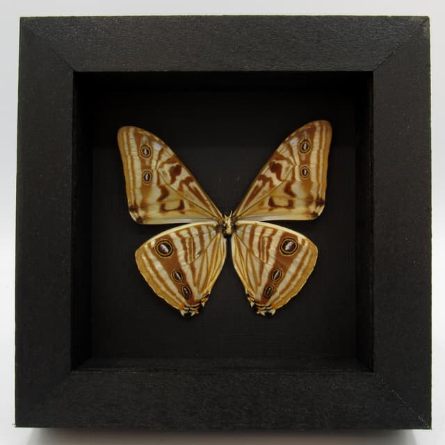Real golden butterfly framed taxidermy - Morpho zephyritis