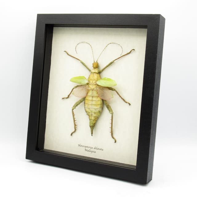 Real Giant Thorny Stick Bug framed taxidermy - Heteropteryx dilatata - female