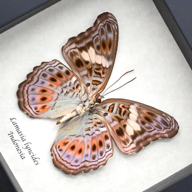 Real lavender butterfly framed taxidermy - Lamasia lyncides