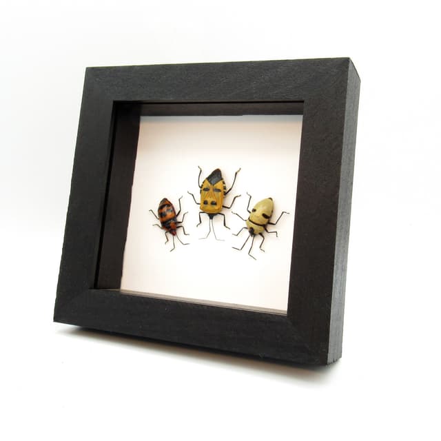 Real bugs with human faces dancing :)