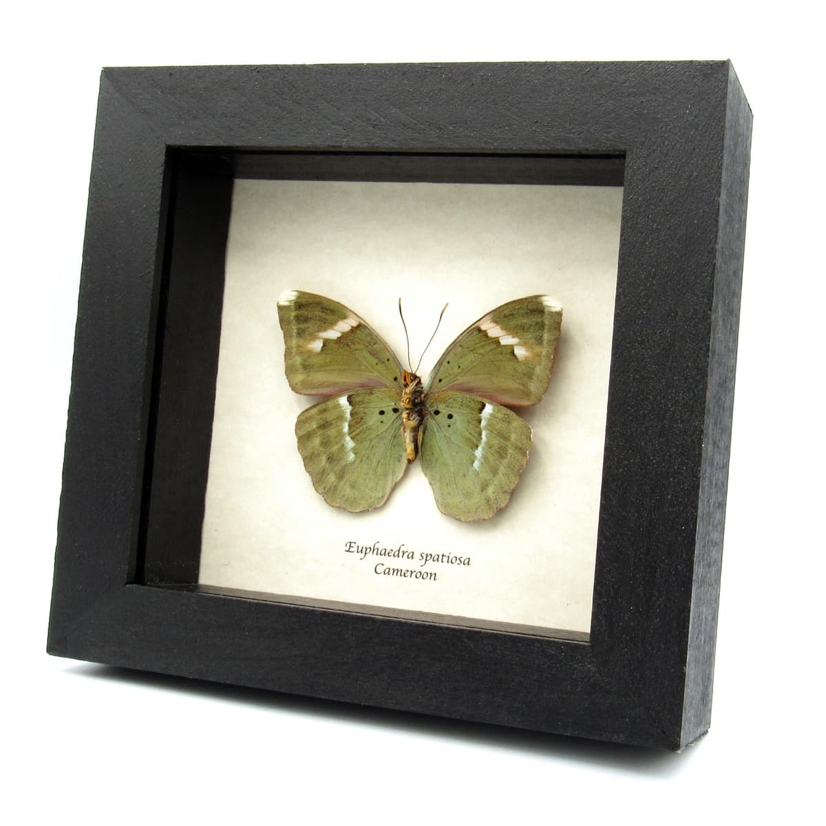 Real iridescent green Forester butterfly framed taxidermy - Euphaedra spatiosa