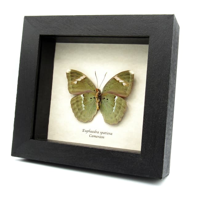 Real iridescent green Forester butterfly framed taxidermy - Euphaedra spatiosa