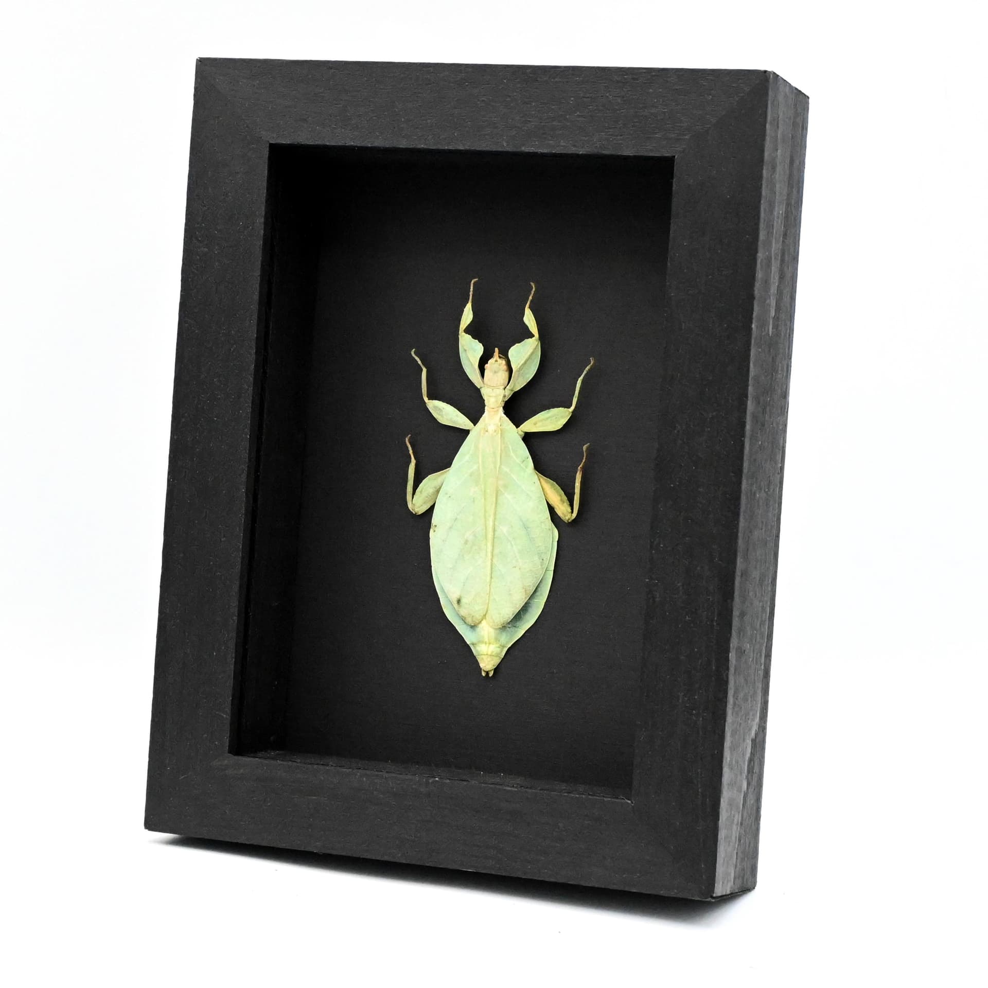 Real Walking Leaf insect framed taxidermy - Phyllium siccifolium