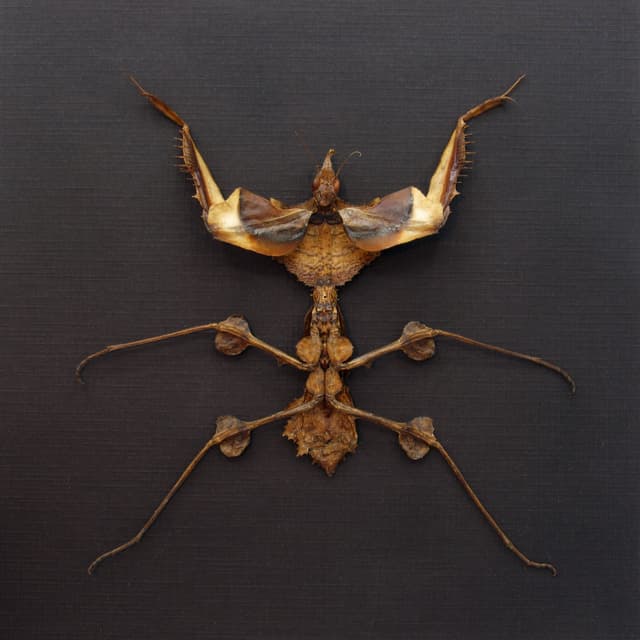 Real Devils Flower Mantis framed taxidermy - Idolomantis diabolica - XL nymph
