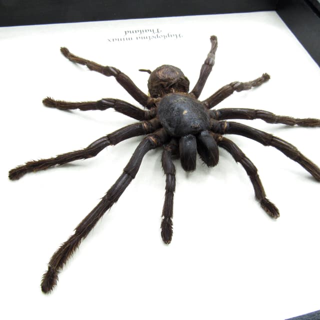 Real XXL Tarantula framed taxidermy - Haplopelma minax