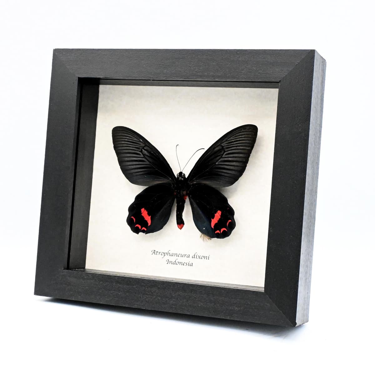 Rare Batwing butterfly framed taxidermy - Atrophaneura dixoni