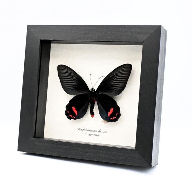 Rare Batwing butterfly framed taxidermy - Atrophaneura dixoni