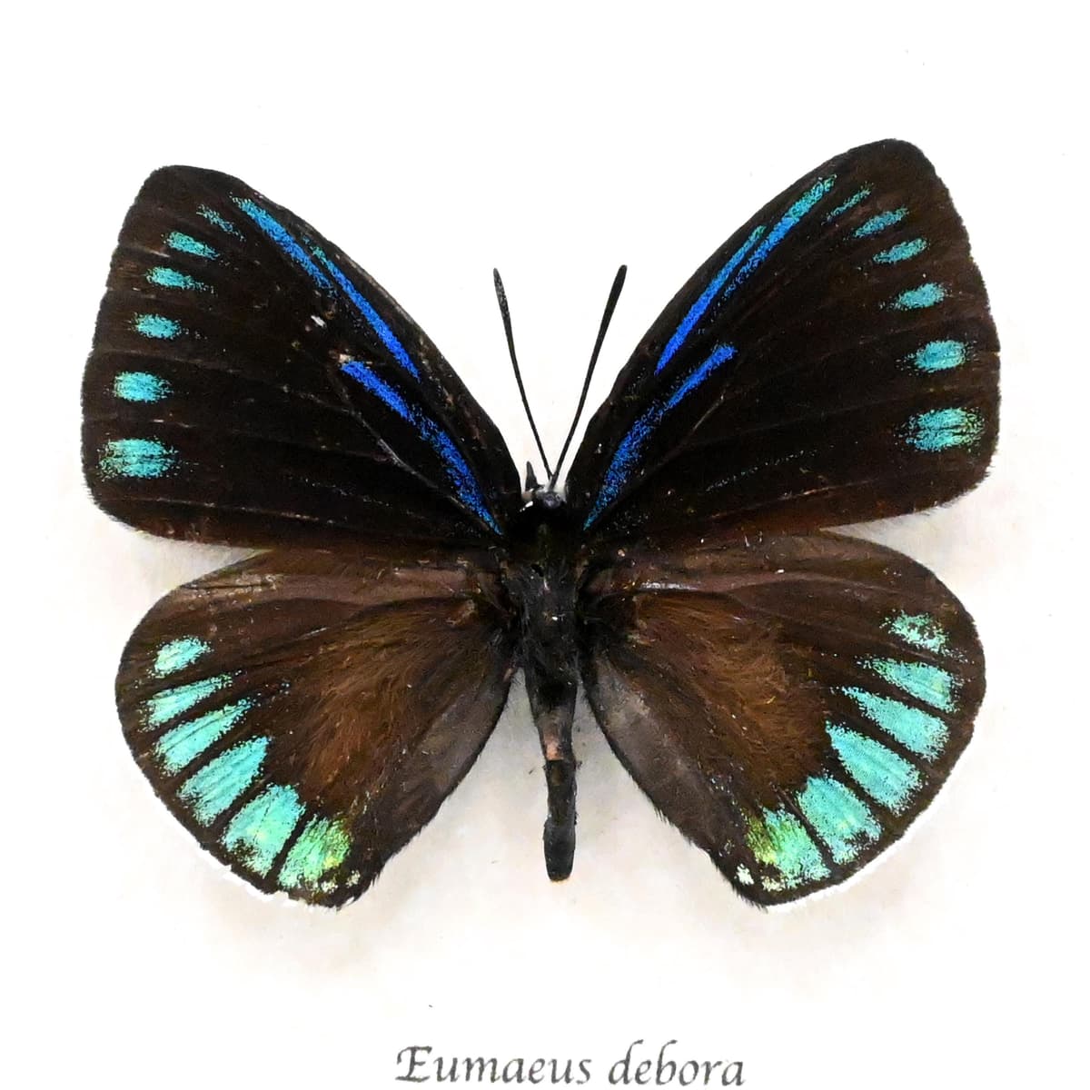 Real blue butterfly framed taxidermy - Eumaeus debora