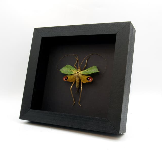 Rare Leaf Mimic Katydid framed taxidermy - Porphyromma viridifolia