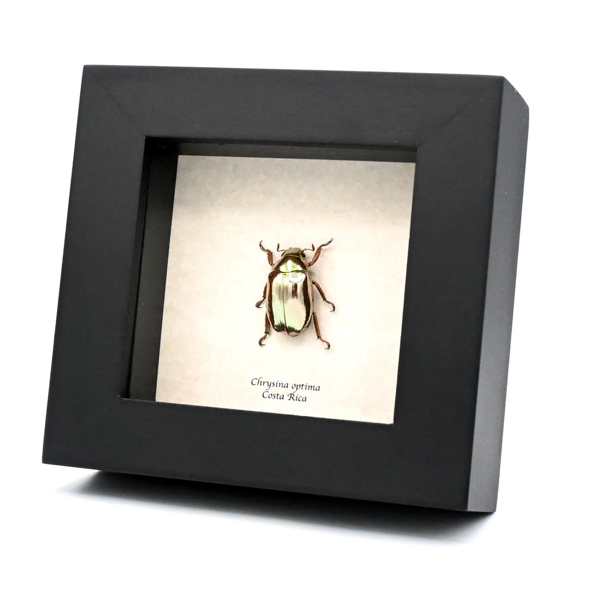 Rare silver Jewel beetle framed taxidermy - Chrysina optima