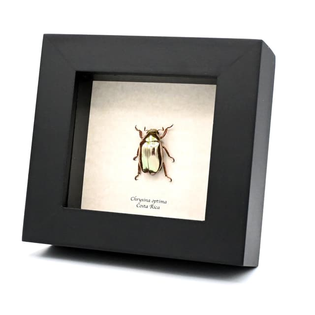 Rare silver Jewel beetle framed taxidermy - Chrysina optima