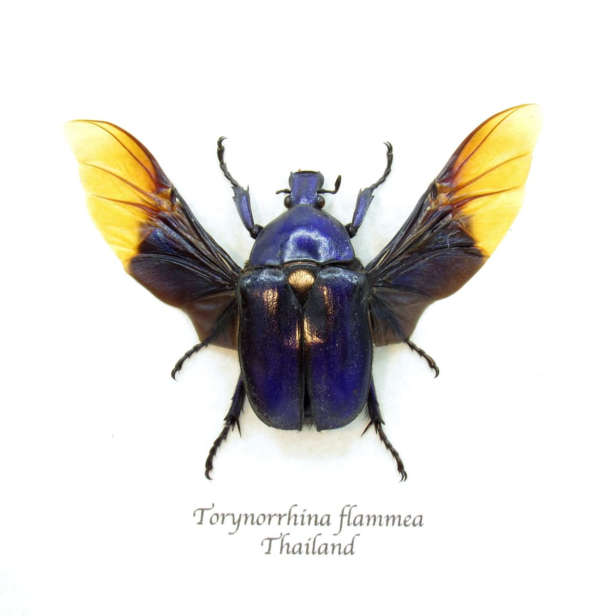 Real purple Scarab beetle framed taxidermy - Torynorrhina flammea