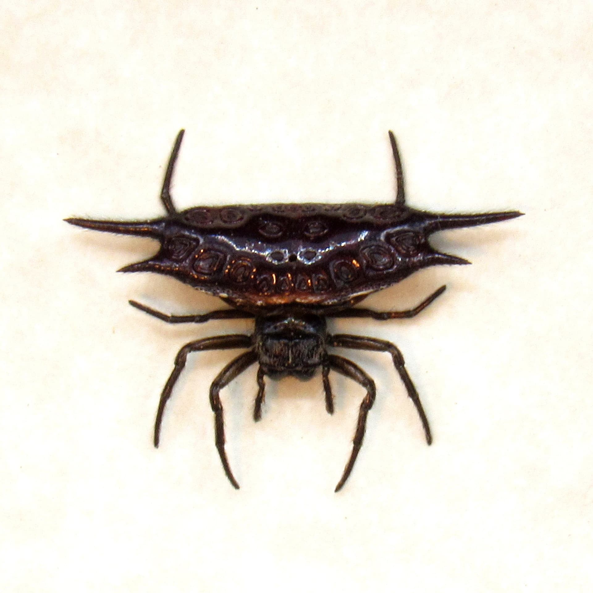 Real tiny Orb Weever Spider framed taxidermy - Gasteracantha diardi