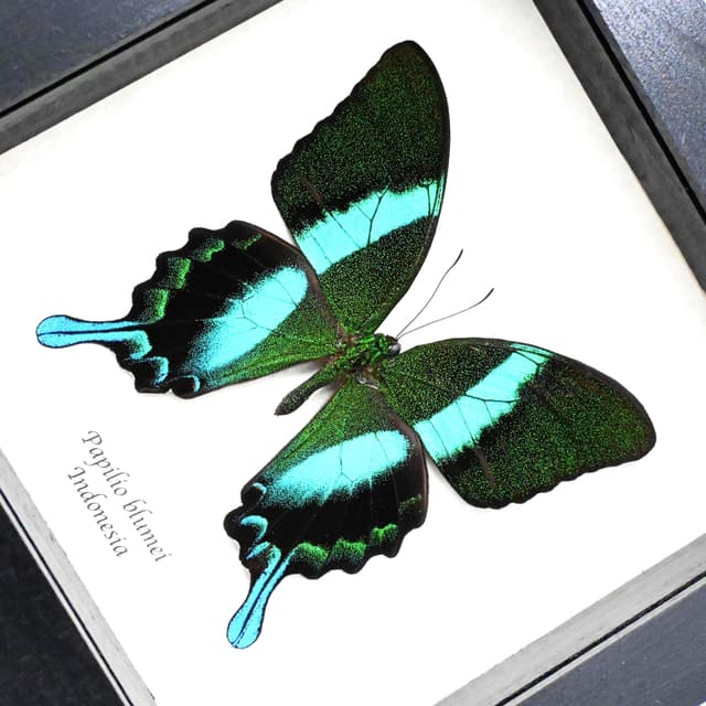 Real large Peacock Swallowtail butterfly framed taxidermy - Papilio blumei