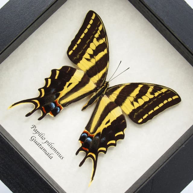 Rare Three-tailed Tiger swallowtail butterfly framed taxidermy - Papilio pilumnus