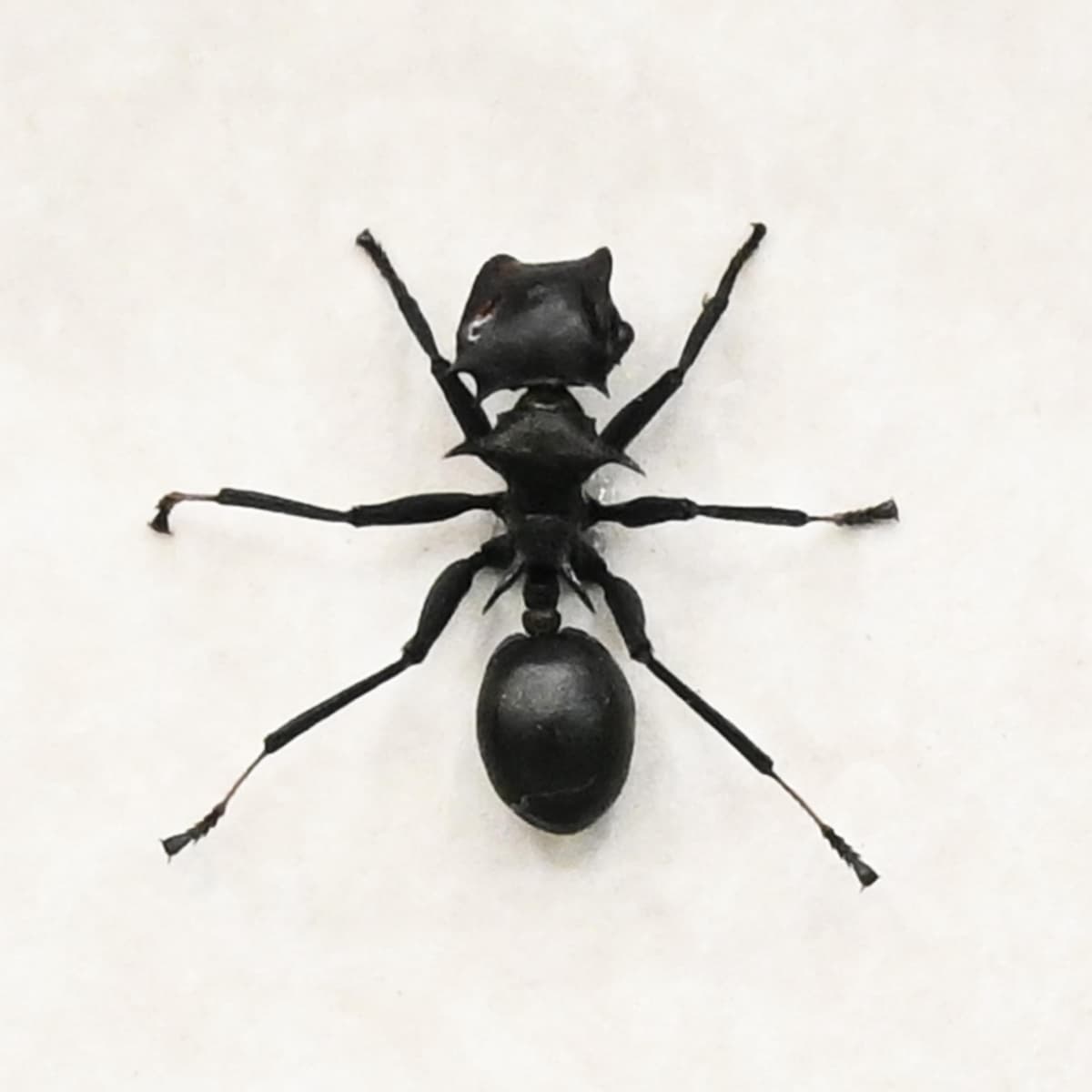 Real Turtle Ant framed taxidermy - Cephalotes atratus