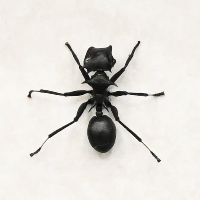 Real Turtle Ant framed taxidermy - Cephalotes atratus