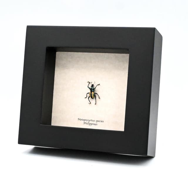 Rare weevil beetle framed specimen - Metapocyrtus species
